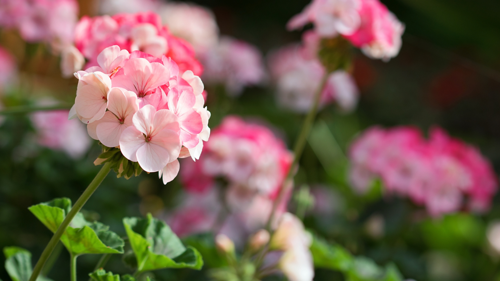 Geranium